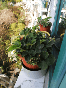 草莓花